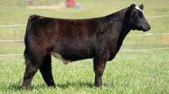 TAG 145 STEER