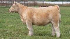 TAG 134 HEIFER