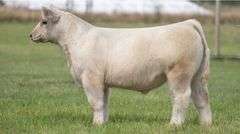 TAG 119 STEER