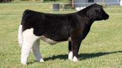 TAG 57 STEER