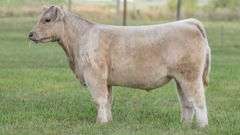 TAG 144 STEER
