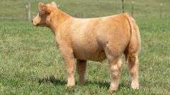 TAG 112 STEER