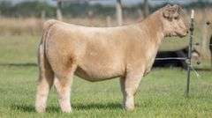 TAG 132 HEIFER