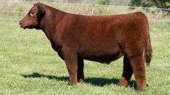 TAG 56 STEER