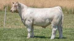 TAG 44 STEER