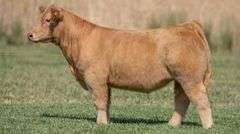 TAG 218 STEER
