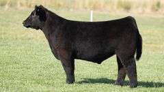TAG 202 STEER