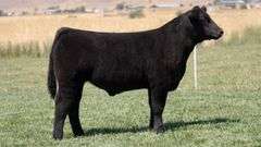 TAG 216 STEER