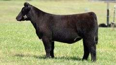 TAG 121 HEIFER