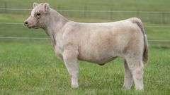 TAG 120 STEER