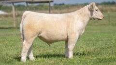 TAG 143 STEER