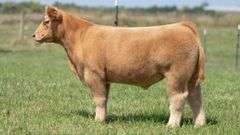 TAG 117 STEER