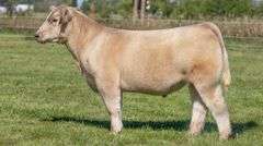 TAG 51 STEER