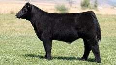 TAG 35 STEER