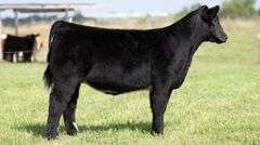 TAG 127 HEIFER
