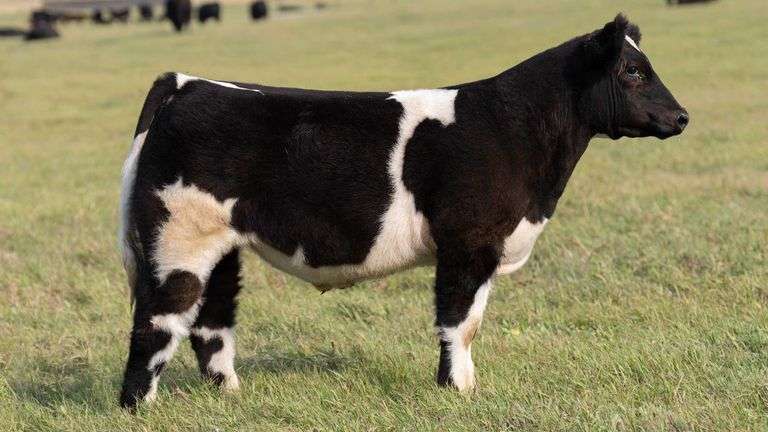 TAG 40 STEER