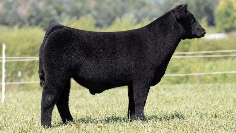 TAG 5 STEER