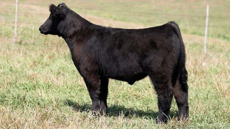 TAG 33 STEER