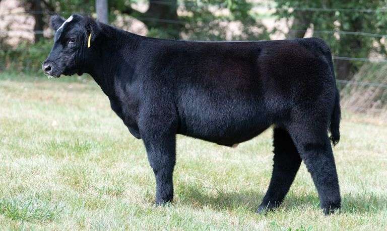 TAG 016 STEER