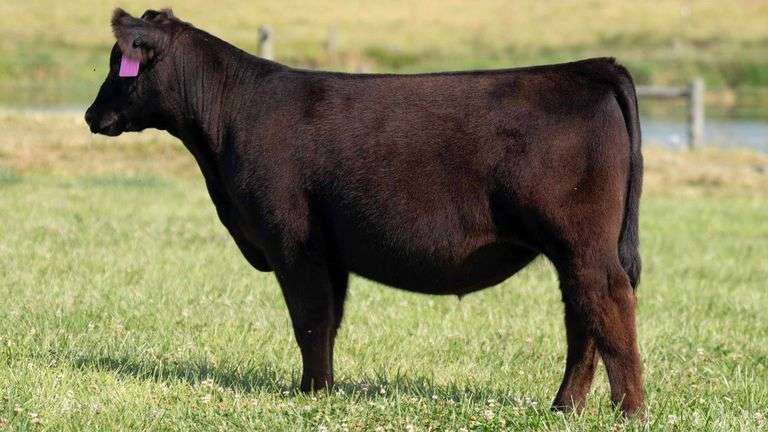 TAG 34 HEIFER