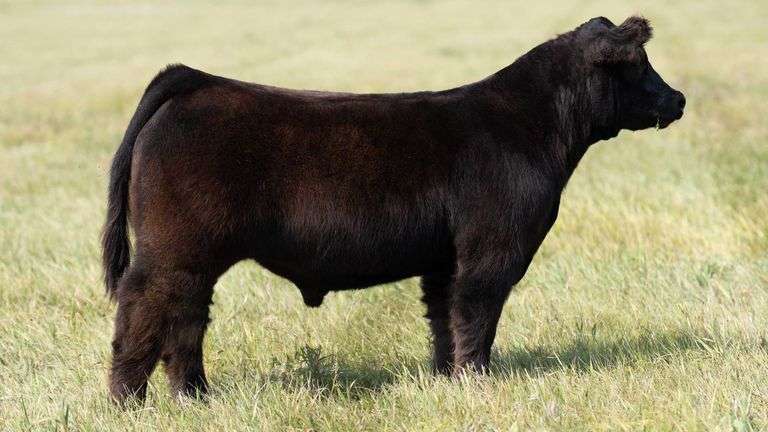 TAG 63 STEER