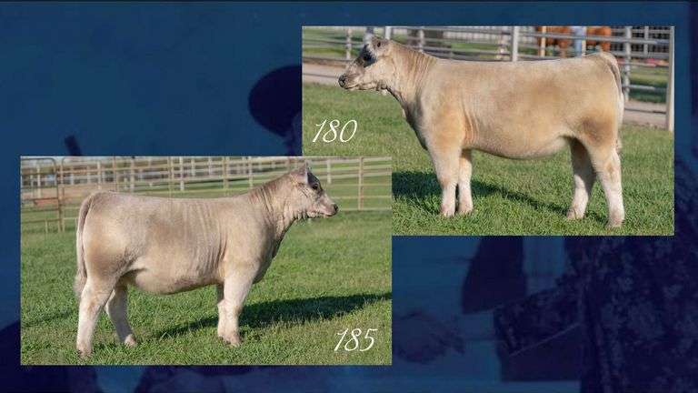CHOICE OF 185 & 180 HEIFER