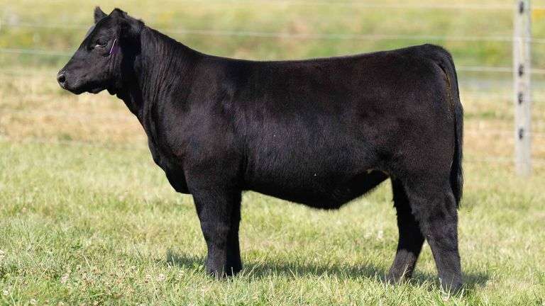 TAG 29 HEIFER