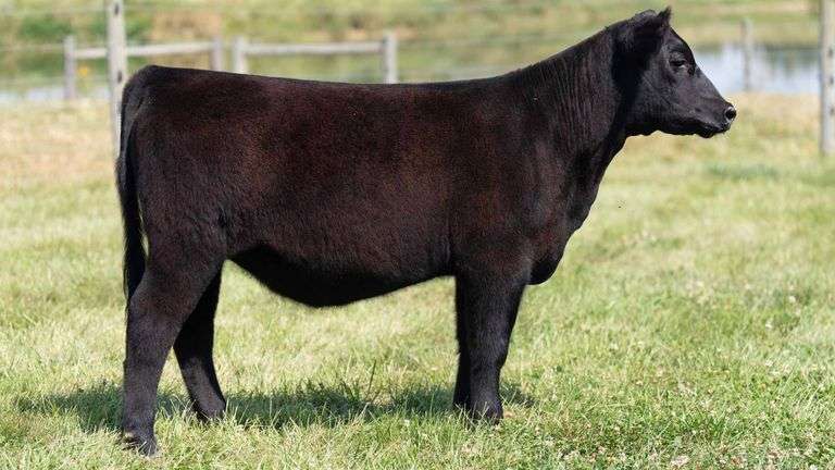 TAG 25 HEIFER