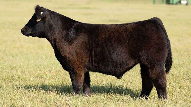 TAG 59 STEER