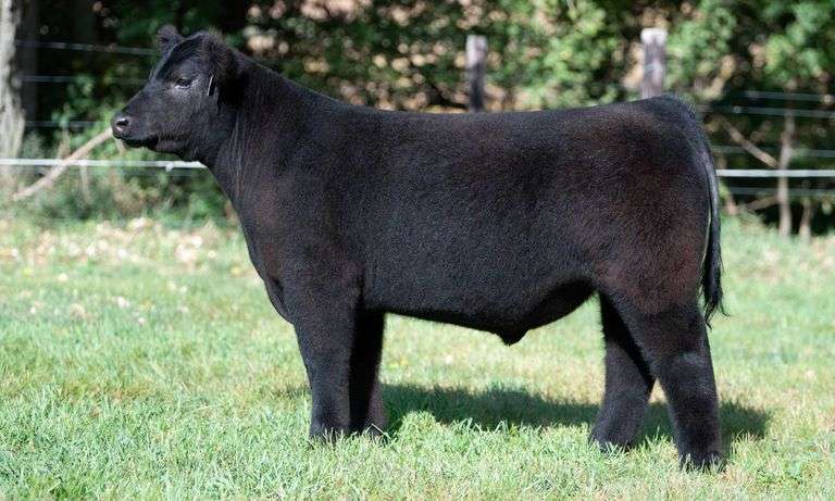 TAG 463 STEER