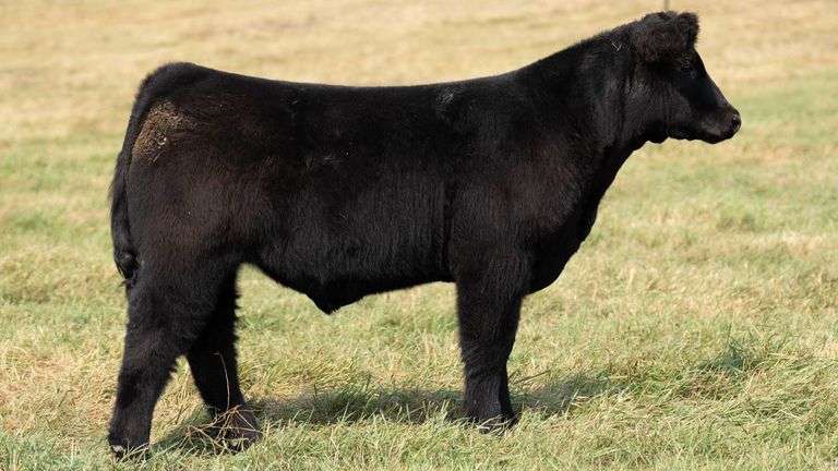 TAG 3 STEER