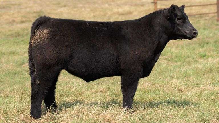 TAG 59 STEER