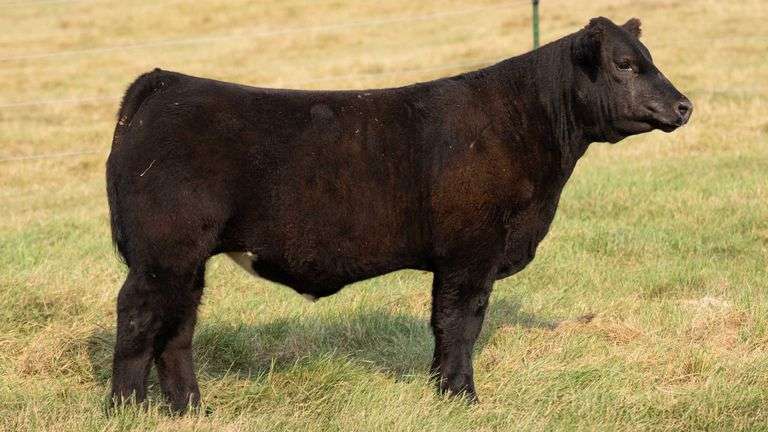 TAG 13 STEER