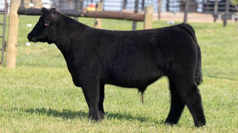 TAG 20 STEER