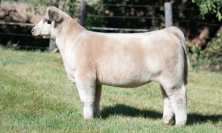 TAG 459 HEIFER