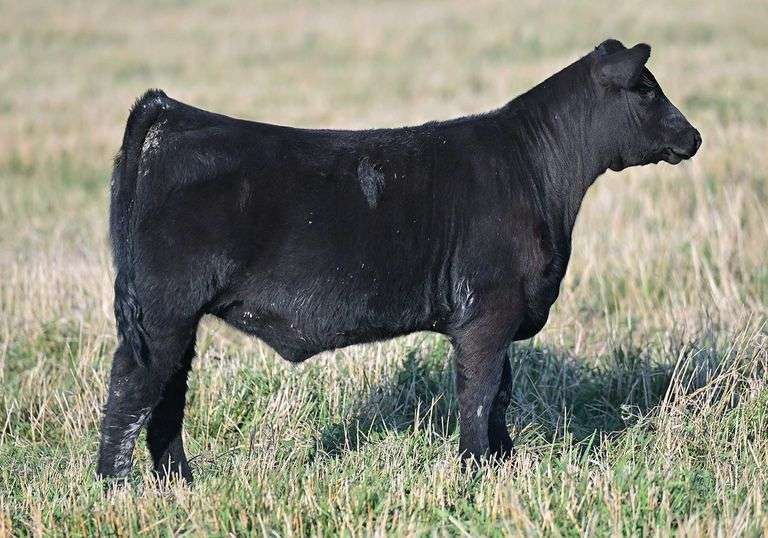 TAG G55 HEIFER