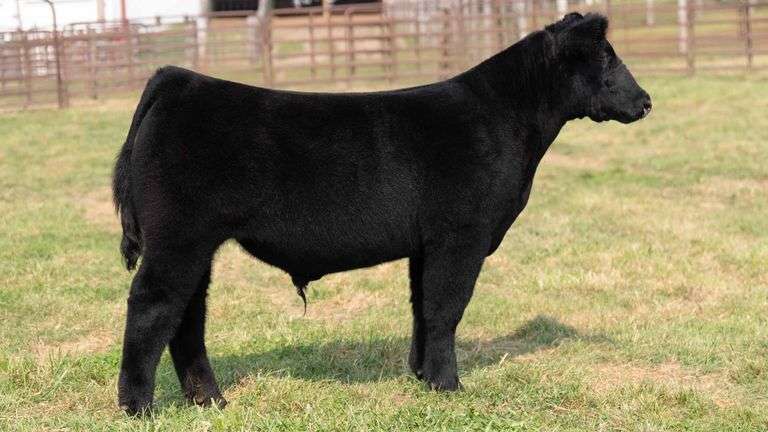 TAG 10 STEER
