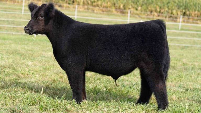 TAG 3 STEER