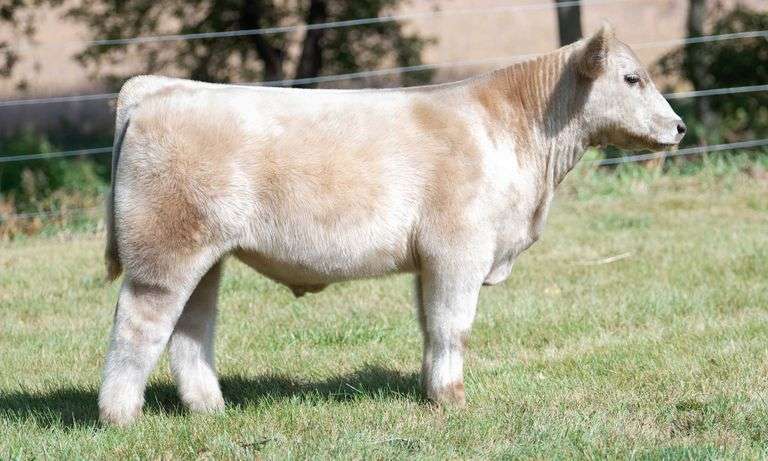TAG 611 STEER