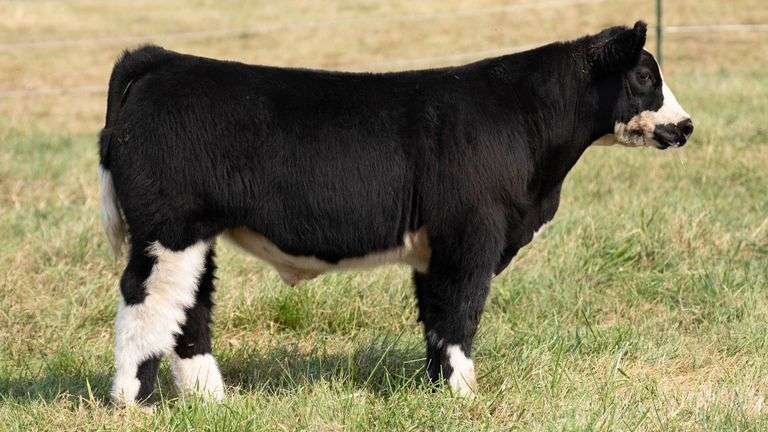 TAG 45 STEER