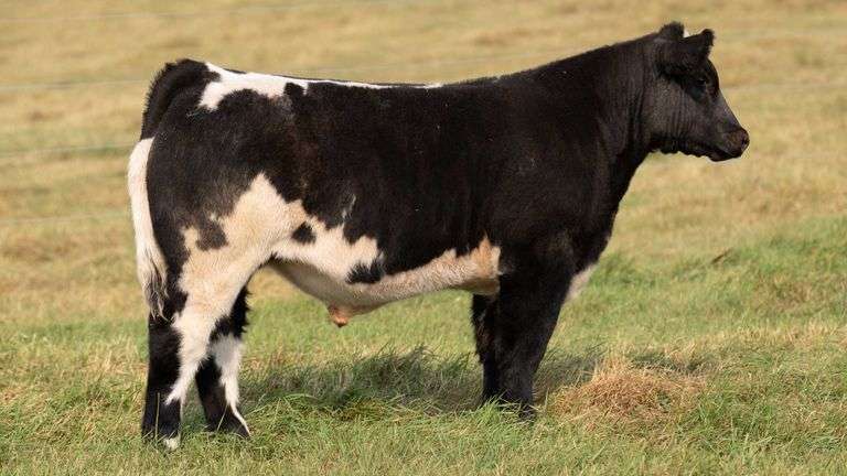 TAG 49 STEER