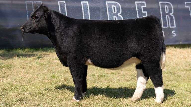 TAG 19 HEIFER