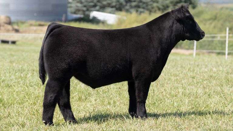 TAG 3 STEER
