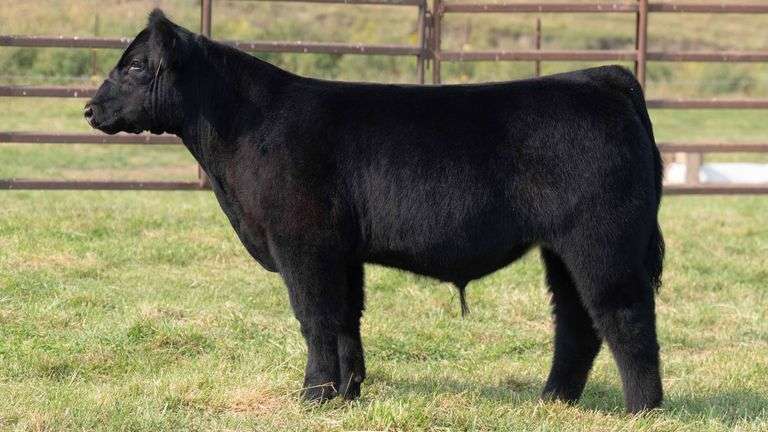 TAG 11 STEER