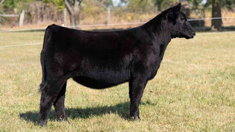 TAG 6 CHI/MAINETAINER HEIFER