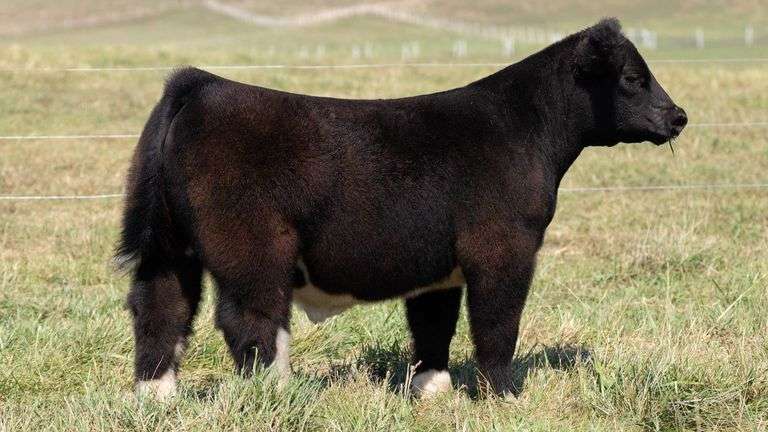 TAG 19 STEER