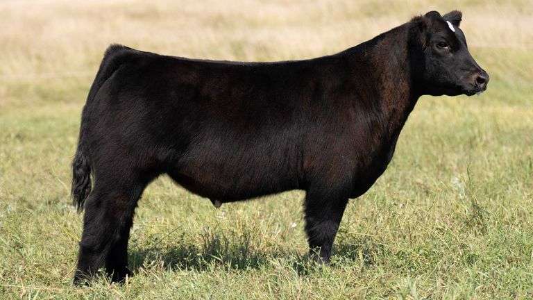 TAG 67 STEER