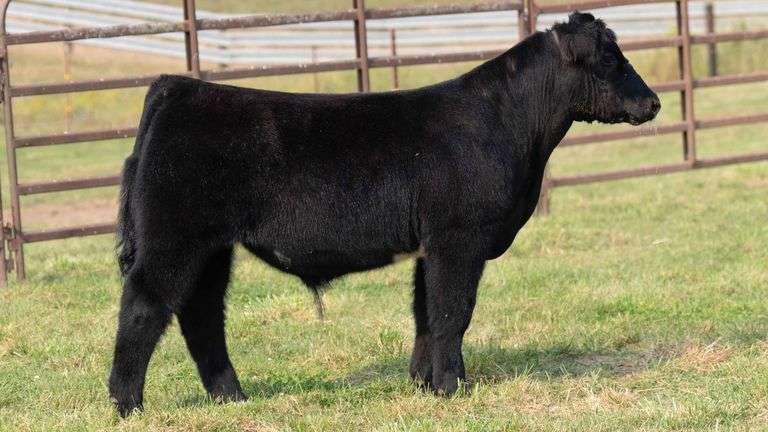 TAG 6 STEER