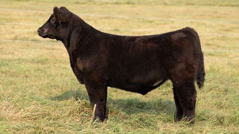 TAG 41 STEER