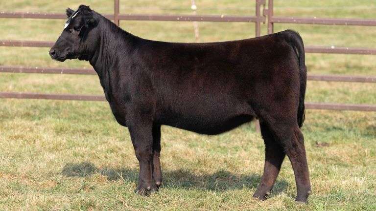 TAG 27 HEIFER